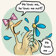 cutie flower big box